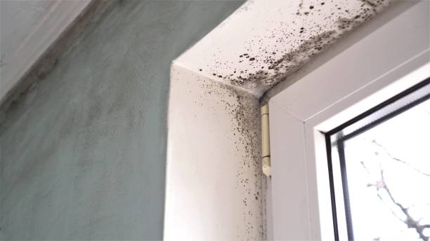 Rio Bravo, TX Mold Remediation Company