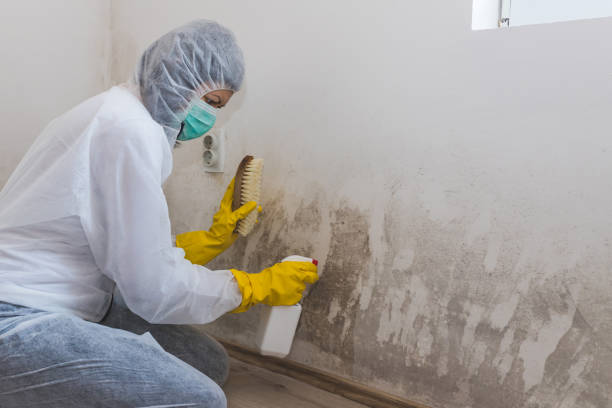 Best Attic Mold Remediation in Rio Bravo, TX