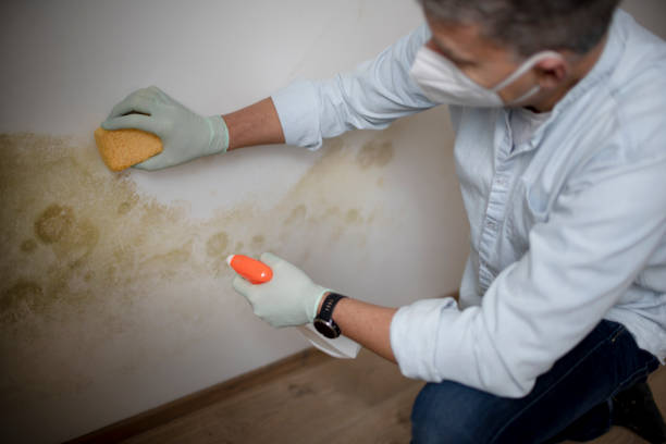 Best White Mold Remediation in Rio Bravo, TX