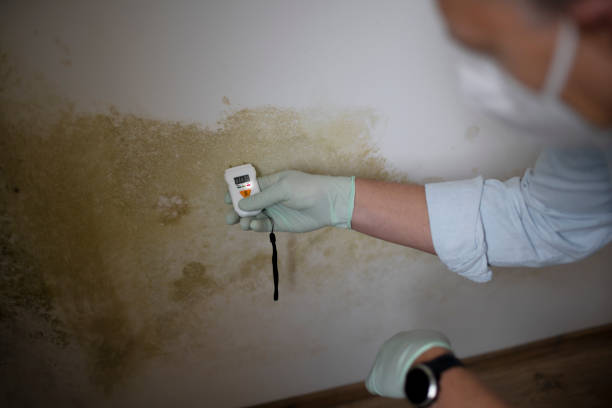 Best Residential Mold Remediation in Rio Bravo, TX