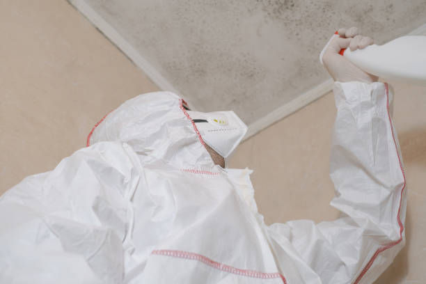 Best Industrial Mold Remediation in Rio Bravo, TX