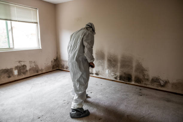 Best DIY Mold Remediation Support Services in Rio Bravo, TX