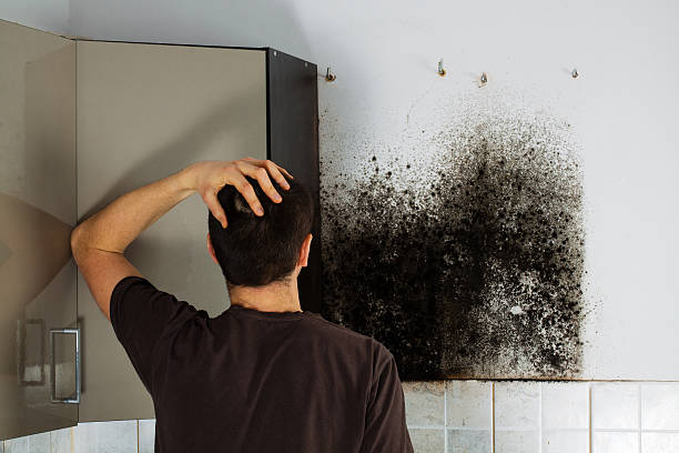 Best Black Mold Remediation in Rio Bravo, TX