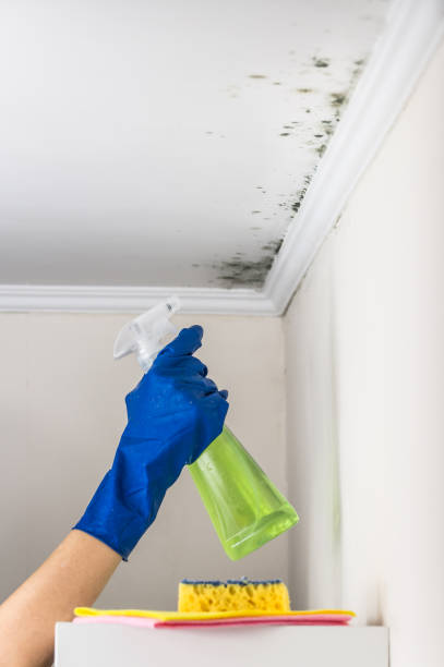 Best Mold Testing and Inspection Services in Rio Bravo, TX