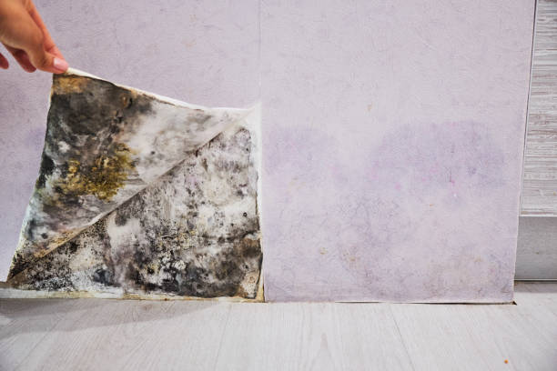 Best Residential Mold Remediation in Rio Bravo, TX